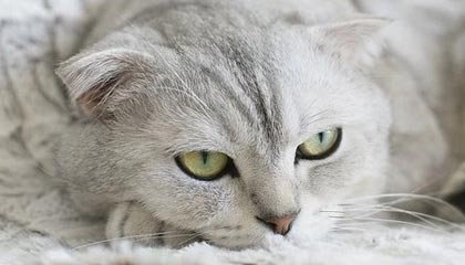 开云体育下载网址：开启体育娱乐新入口的官方指南