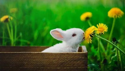 开云平台：引领企业数字化转型的智能引擎